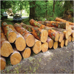ELAlder Veneer Logs 3
