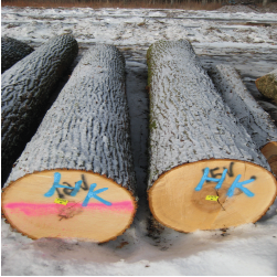 ELBasswood Veneer Logs 2