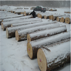 ELBasswood Veneer Logs 3