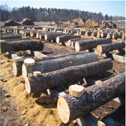 ELBirdseye Maple Logs 1