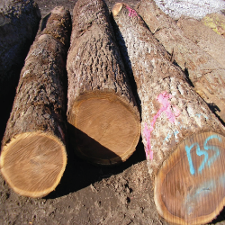 ELBlack Walnut Saw Logs 3