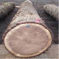 ELBlack Walnut Veneer Logs 1