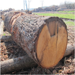ELCroatian Oak Logs 1