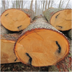 ELCroatian Oak Logs 2