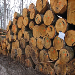 ELCroatian Oak Logs 3