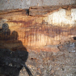 ELCurly Maple Logs 1