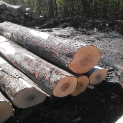 ELCurly Maple Logs 3