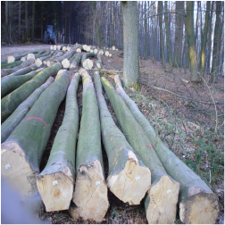 ELEuropean Beech Logs 2
