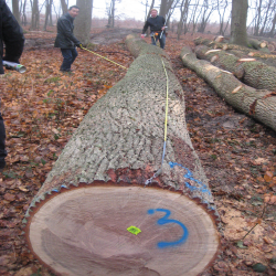 ELEuropean Oak Logs 1