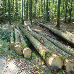 ELEuropean Oak Logs 2