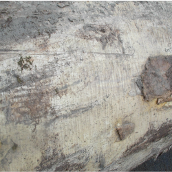 ELEuropean Sycamore Figured Logs 2