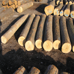 ELHardmaple Veneer Logs 1