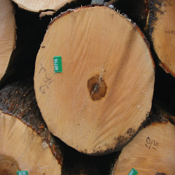 ELHardmaple Veneer Logs 2