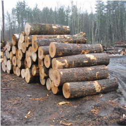 ELHardmaple Veneer Logs 3