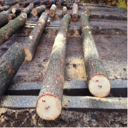 ELHardmaple Veneer Logs 4