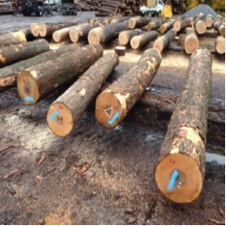ELHardmaple Veneer Logs 5