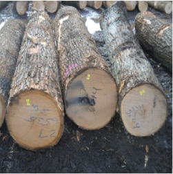 ELRed Oak Saw Logs 1