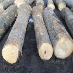 ELRed Oak Saw Logs 2