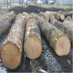 ELRed Oak Saw Logs 3