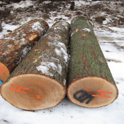 ELRed Oak Veneer Logs 2