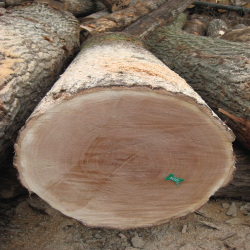 ELRed Oak Veneer Logs 3