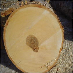 ELWhite Birch Logs 2