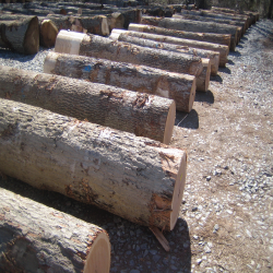 ELWhite Oak Saw Logs 1