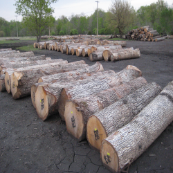 ELWhite Oak Saw Logs 3