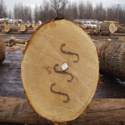 ELWhite Oak Veneer Logs 1