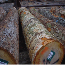 ELYellow Birch Veneer Logs 2