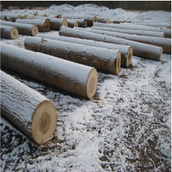 ELYellow Poplar Veneer Logs 2